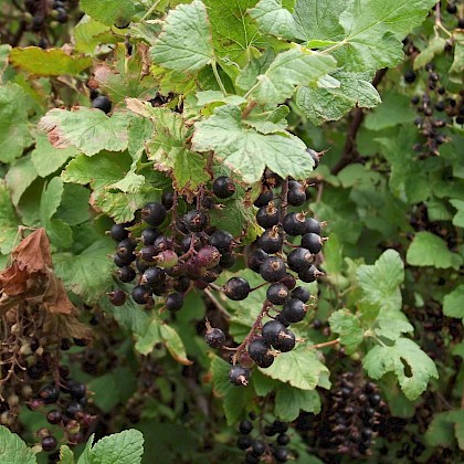 Weed quiz teaser image