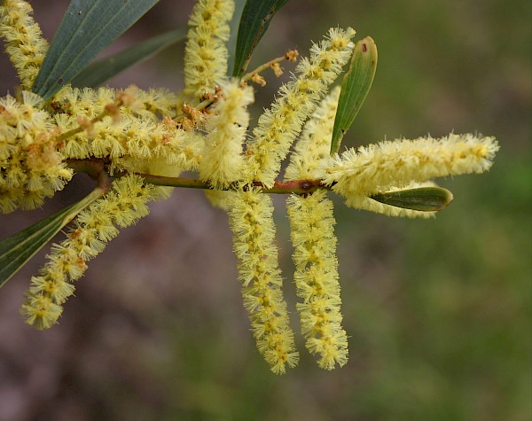 Quiz image