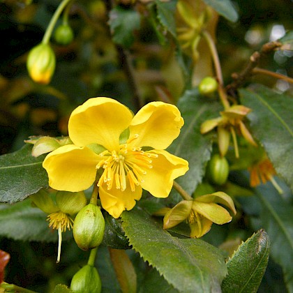 Weed quiz teaser image