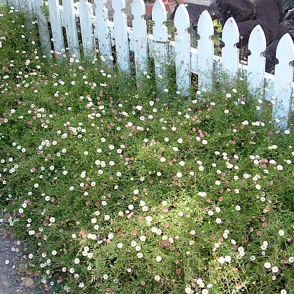 Weed quiz teaser image