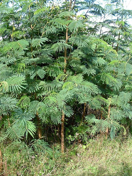 Quiz image