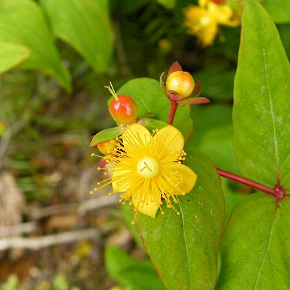 Weed quiz teaser image