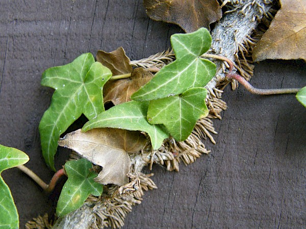Quiz image