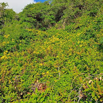 Weed quiz teaser image