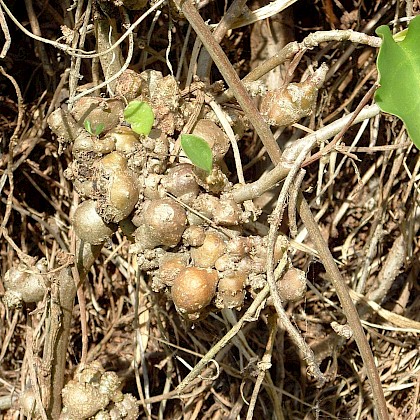 Weed quiz teaser image