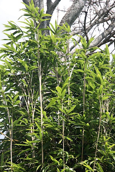 Quiz image
