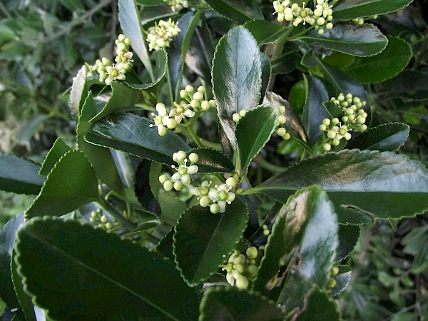 Quiz image