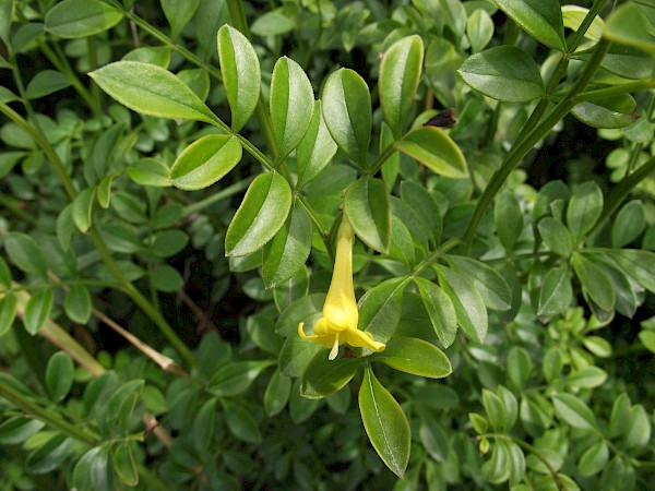 Quiz image