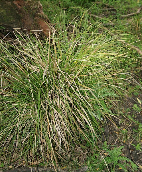 Quiz image