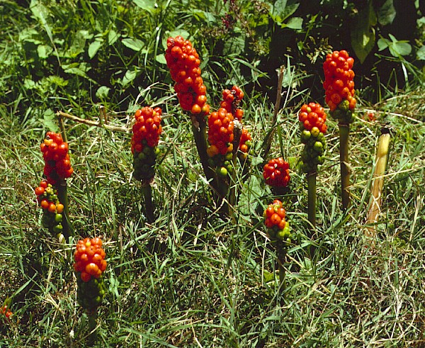 Quiz image