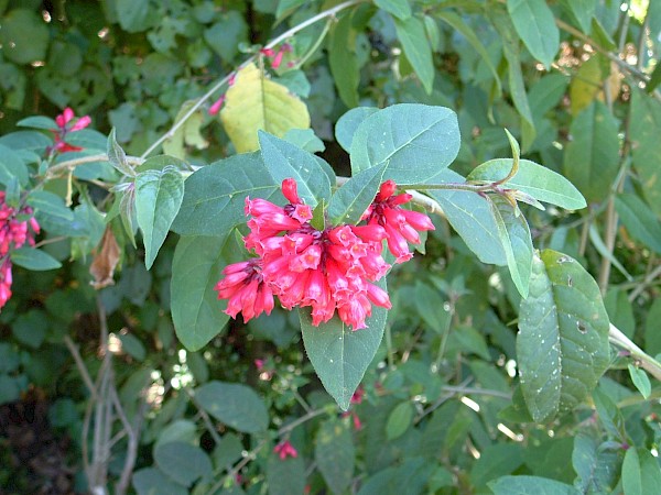 Quiz image