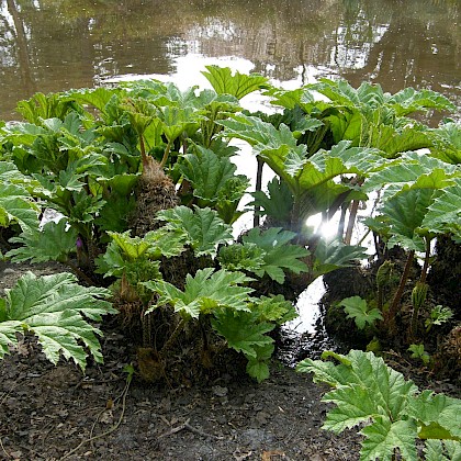 Weed quiz teaser image