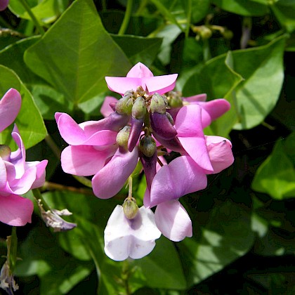 Weed quiz teaser image