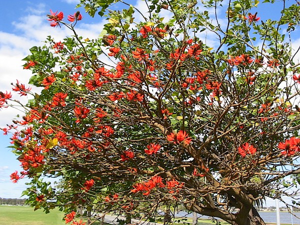 Quiz image