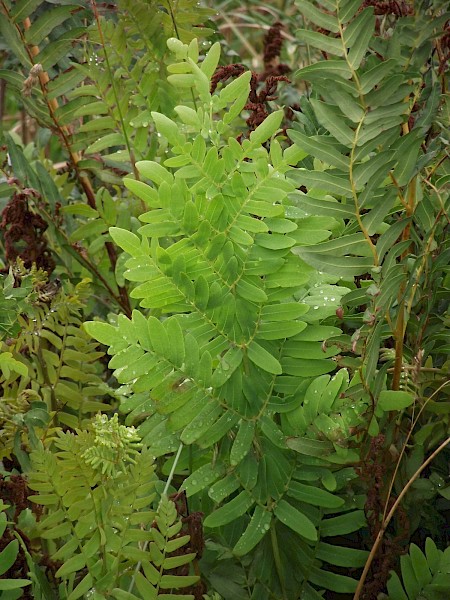 Quiz image