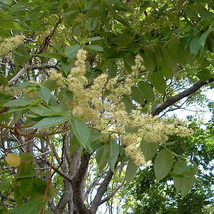 Weed quiz teaser image