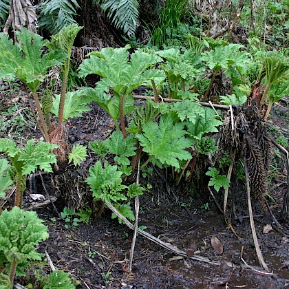 Weed quiz teaser image