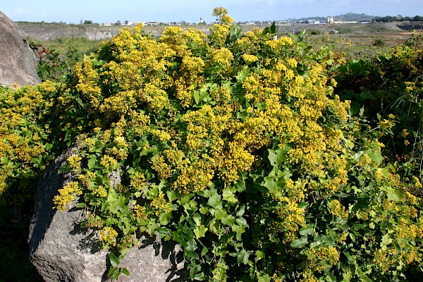 Quiz image