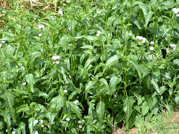 Quiz image