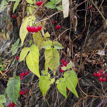 Weed quiz teaser image