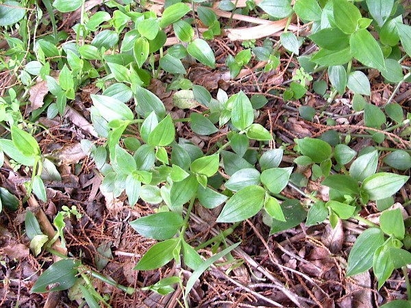 Quiz image