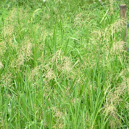 Weed quiz teaser image