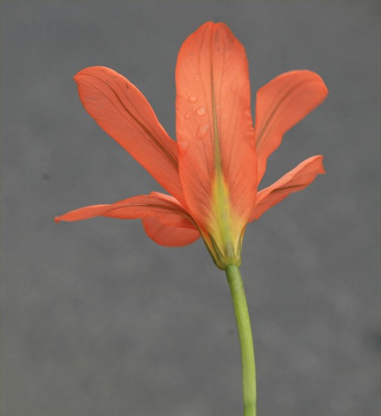 Quiz image