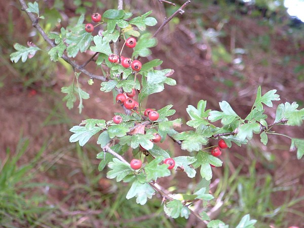 Quiz image