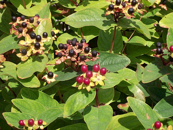 Quiz image