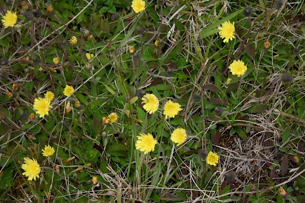 Quiz image