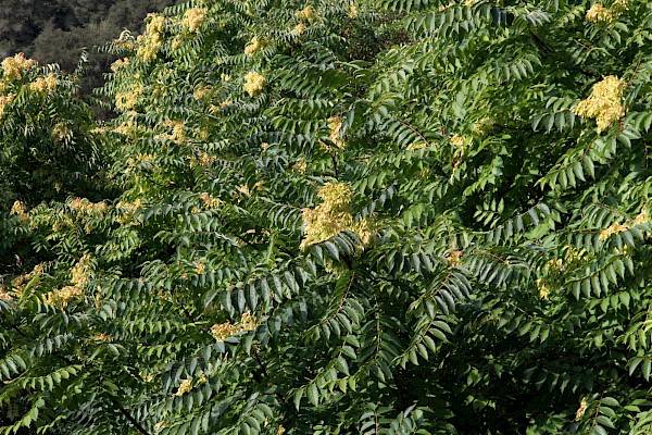 Quiz image
