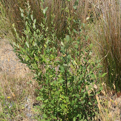 Weed quiz teaser image