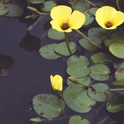 Weed quiz teaser image