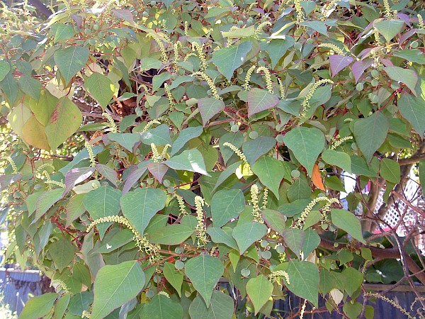 Quiz image