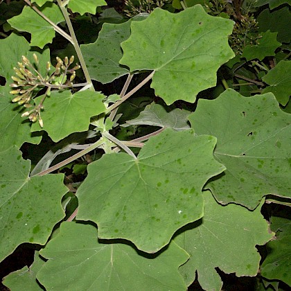 Weed quiz teaser image