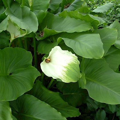 Weed quiz teaser image