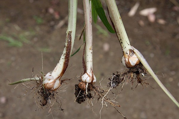 Montbretia corms (credit: Trevor James)