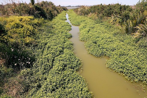 Alligator weed impacts aquatic environments - clogging waterways and outcompeting other desirable species.