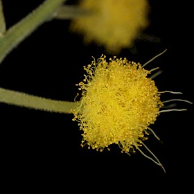 Silver wattle