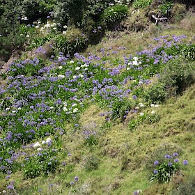 Agapanthus