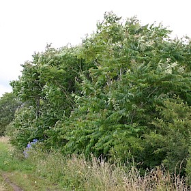 Tree of heaven