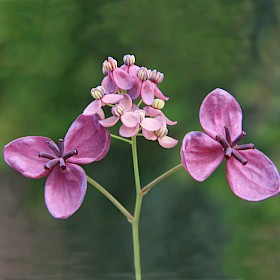 Chocolate vine or akebia