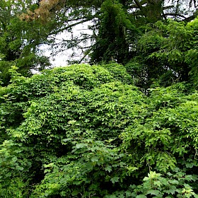 Chocolate vine or akebia