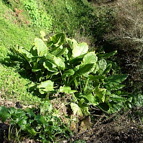 Elephant ear