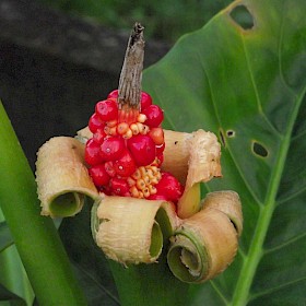 Elephant ear