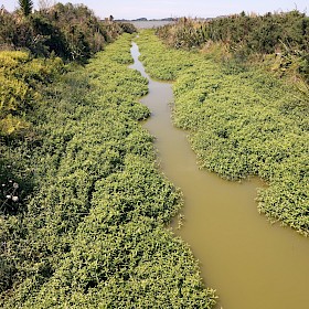 Alligator weed