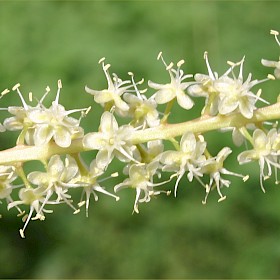 Mignonette vine