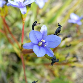 Aristea