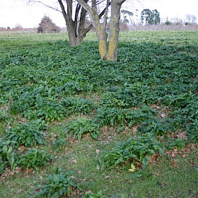 Italian arum