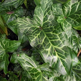 Italian arum